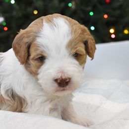 Australian Labradoodle Puppies from Frosty Hill Australian Labradoodles