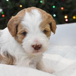 Australian Labradoodle Puppies from Frosty Hill Australian Labradoodles
