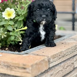 Cavapoo Puppies from Cavapoo Cuddles