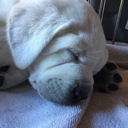 Golden Retriever and Labrador Retriever Puppies from Golden Hills Retrievers