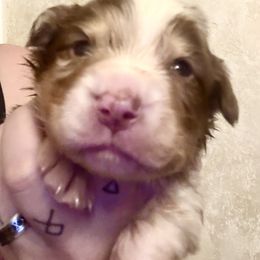 Dante - Red tri-color male Australian Shepherd puppy in Auburndale, Florida from Amber's Aussies and Huskies
