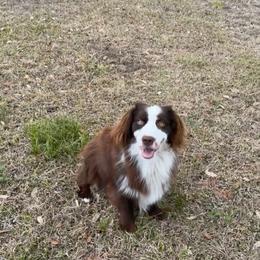Ruger - Miniature Australian Shepherd