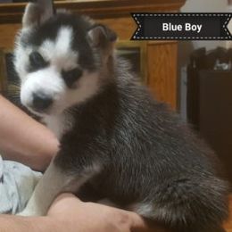 Siberian Huskies from ENRHuskies, LLC