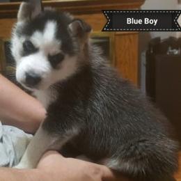 Siberian Huskies from ENRHuskies, LLC