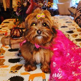 Ginny - Havanese