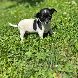 Girl 1 - Black and white male Chihuahua puppy in Berwick, Pennsylvania from Maras puppies
