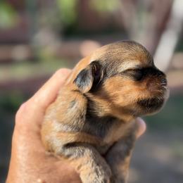 Marigold - Brindle female Shorkie puppy in Escondido, California from Yorkies of Escondido