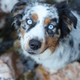 Nuka - Australian Shepherd