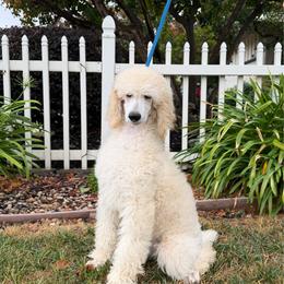 Sophie - White female Poodle puppy in Roseville, California from Aura & Luxe Poodles