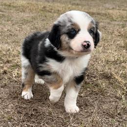 Blue collar - Blue merle male Miniature Australian Shepherd puppy in 32046, Florida from River Hill Ranch