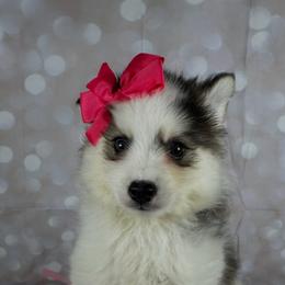 Girl 1 - Black and white female Pomsky puppy in Leesburg, Virginia from Capital Poms & Pomskies