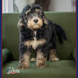 Hy - Tri-color male Bernedoodle puppy in Connersville, Indiana from Deaz Doodle Ranch