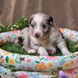 Flash - Blue merle male Australian Shepherd puppy in California from Eagle River Aussies