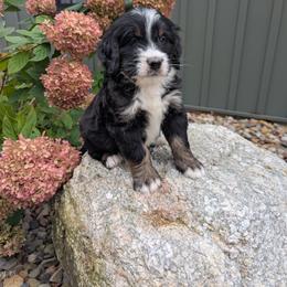 Leo - Tri-color male Bernedoodle puppy in Beach City, Ohio from Blue Cloud Doodles