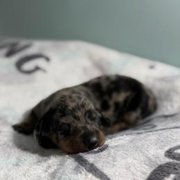 Woody - Dapple male Dachshund puppy in Live Oak, Florida from Johnson’s Weiner Farm