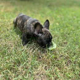 Black and Tan Coonhound and French Bulldog Puppies from Kalan Kennel