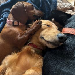 Dachshund puppies from Little B’s Dachshund Farm
