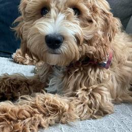 Goldendoodle Puppies from Salty River Doodles