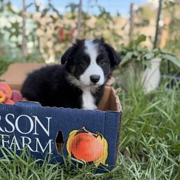 Miniature Australian Shepherd Puppies from Peace Creek Aussies