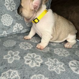 Boy 3 - French Bulldog puppy in The Dalles, Oregon from RC French Bulldogs