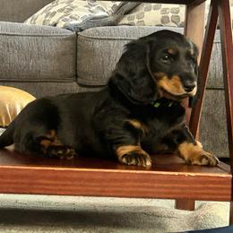 Green - Black and tan male Dachshund puppy in Hemet, California from Rare Treat Dachshunds