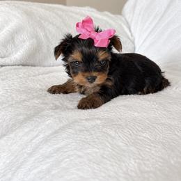 Yorkshire Terrier Puppies from TheDogHouse