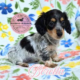 BERETTA - Piebald female Dachshund puppy in Columbia, Louisiana from Diamond 5R Ranch AKC & CKC Miniature Dachshunds