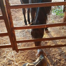 Weimaraner Puppies from North Georgia Weims