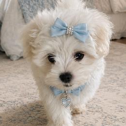 Maltese and Poodles from Main line furry friends