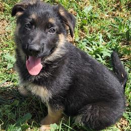 Vanna - Black and tan female German Shepherd puppy in Whitewater, California from Vom Haus Metzler Shepherds