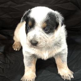 L63-01 - Blue male Australian Cattle Dog puppy in Sheridan, Oregon from 6pk Cattledogs