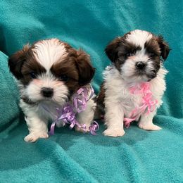 Shih Tzus from Brockle Rock