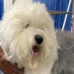 Sapphire - Old English Sheepdog