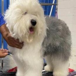 Sapphire - Old English Sheepdog