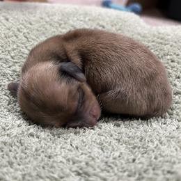 Girl 1 - Dapple female Dachshund puppy in Lake City, Florida from Darling and Adored Kennels