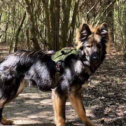 German Shepherd and White Shepherd Puppies from Scenic Creek German Shepherds