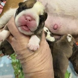 Girl 2 - Red and white female Bulldog puppy in Wolf Creek, Oregon from Dejah Bleu Bulldogs