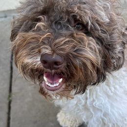Prima - Lagotto Romagnolo