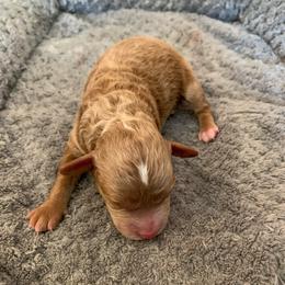 Boy 2 - Cream male Poodle puppy in Haddam, Kansas from Golden B Acres