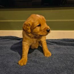 Blitzen (blue collar) - Dark golden male Golden Retriever puppy in Tenino, Washington from Oak River Goldens'
