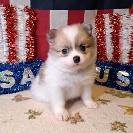 Boy 1 - Chocolate merle male Pomeranian puppy in Lore City, Ohio from Tonia's Pomeranians