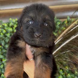 Male 2 - Black and red male German Shepherd puppy in New Jersey from Stahlhaus ( Previously Buffelbach Farmstead Shepherds)