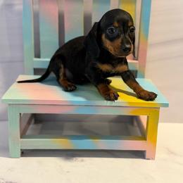 Todd - Piebald male Dachshund puppy in Wills Point, Texas from Duck Creek Farm