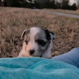 Landon - Blue merle male Miniature Australian Shepherd puppy in Leonard, Texas from Tin Roof Aussies