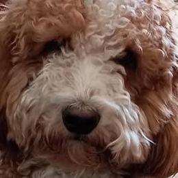Lucy - Goldendoodle