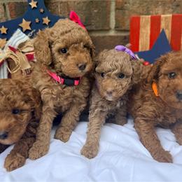 Poodle puppies from Merrell Pups