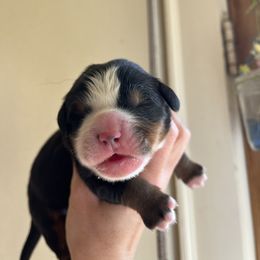 Boy 1 - Bernese Mountain Dog puppy in Ceres, Virginia from Foggy Mountain Berners and Doodles