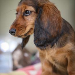 Dachshund Puppies from Olia Mirra