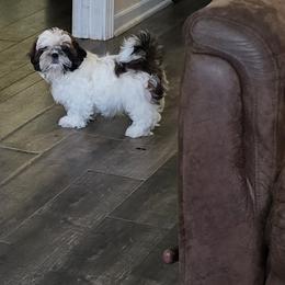 Shih Tzu Puppies from Southern Class Shih Tzu