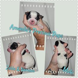Henry - Parti male Yorkshire Terrier puppy in Wartburg, Tennessee from Amanda's Precious Pups